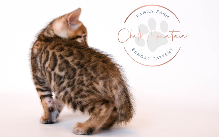 Bengal kitten for sale